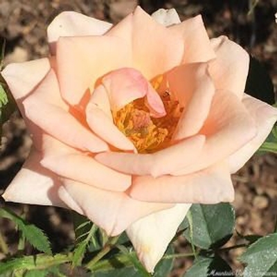 Rosa Jean Kenneally Miniature Rose image