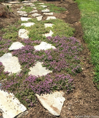 Organic Thymus (Annie Hall Thyme) Plug Trays from Mountain Valley ...