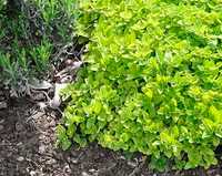 whooley thyme ground cover plug trays